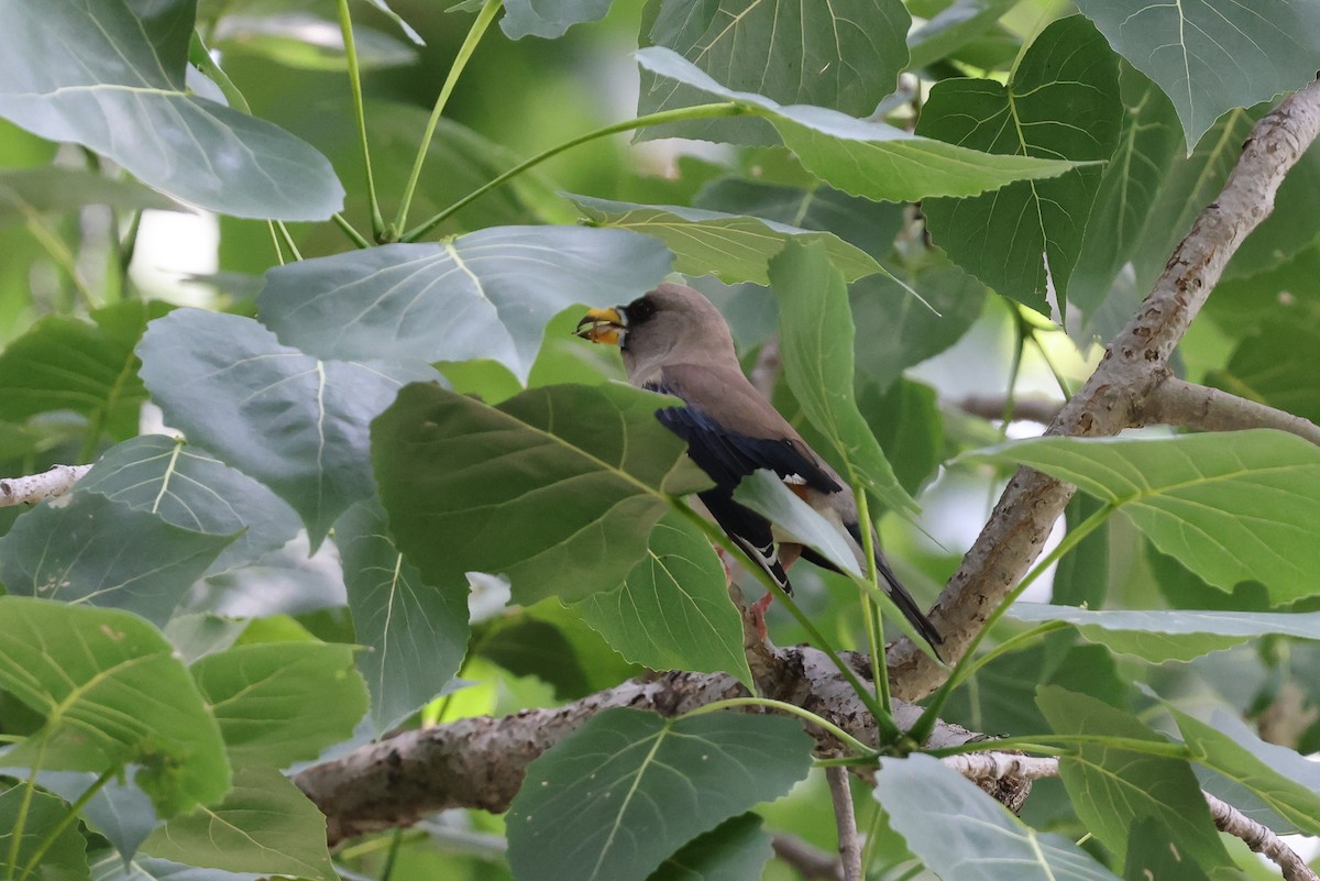 Yellow-billed Grosbeak - ML620822408