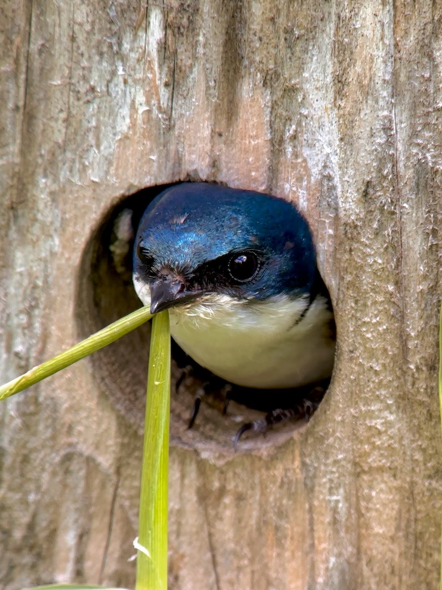 Golondrina Bicolor - ML620822410