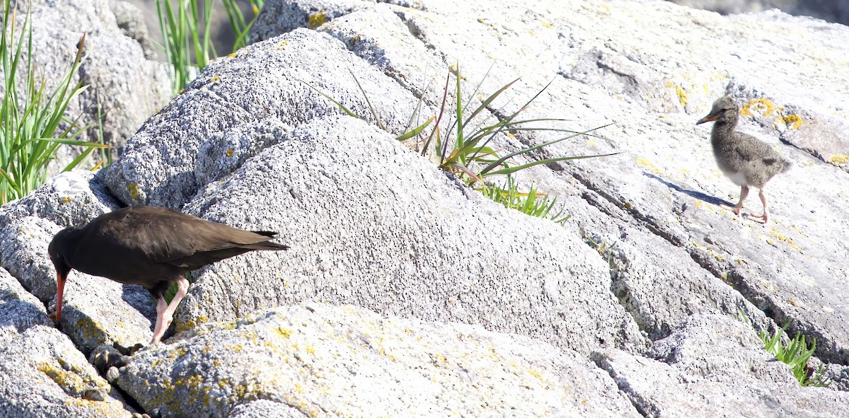 Black Oystercatcher - ML620822413