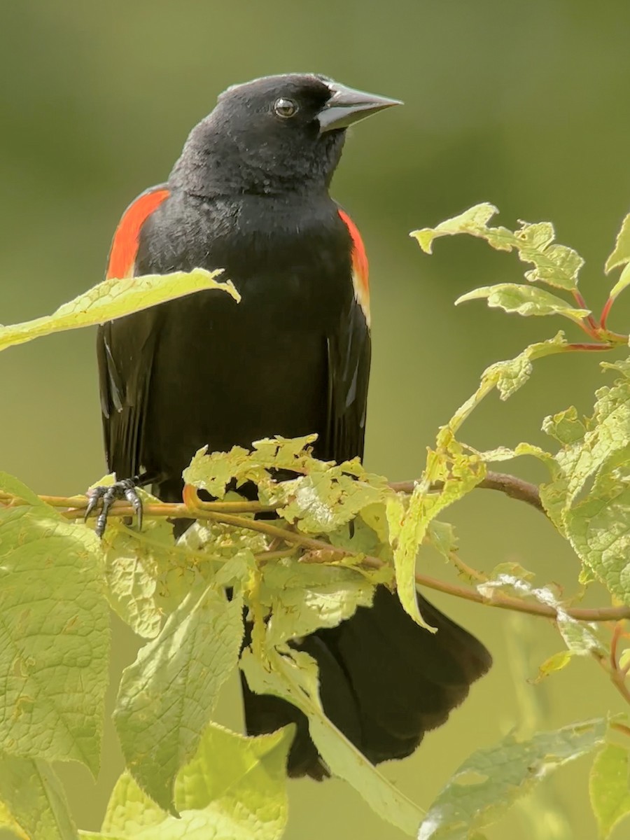 Red-winged Blackbird - ML620822414