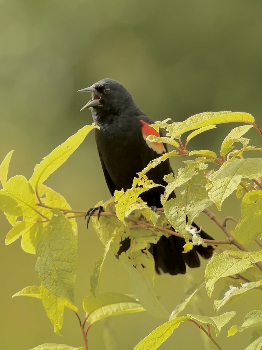 Red-winged Blackbird - ML620822415