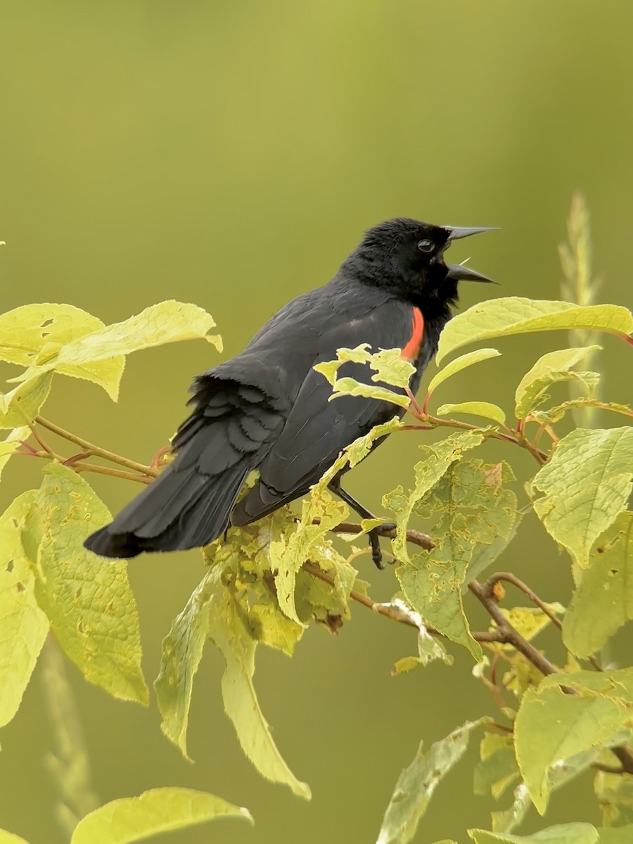 Red-winged Blackbird - ML620822416