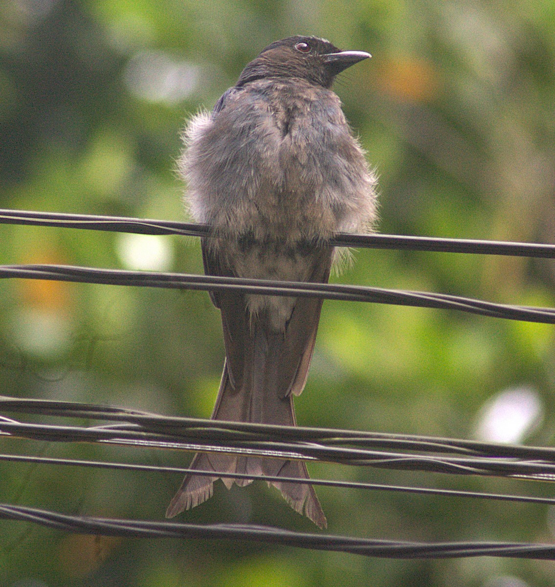 Drongo à ventre blanc (leucopygialis/insularis) - ML620822417