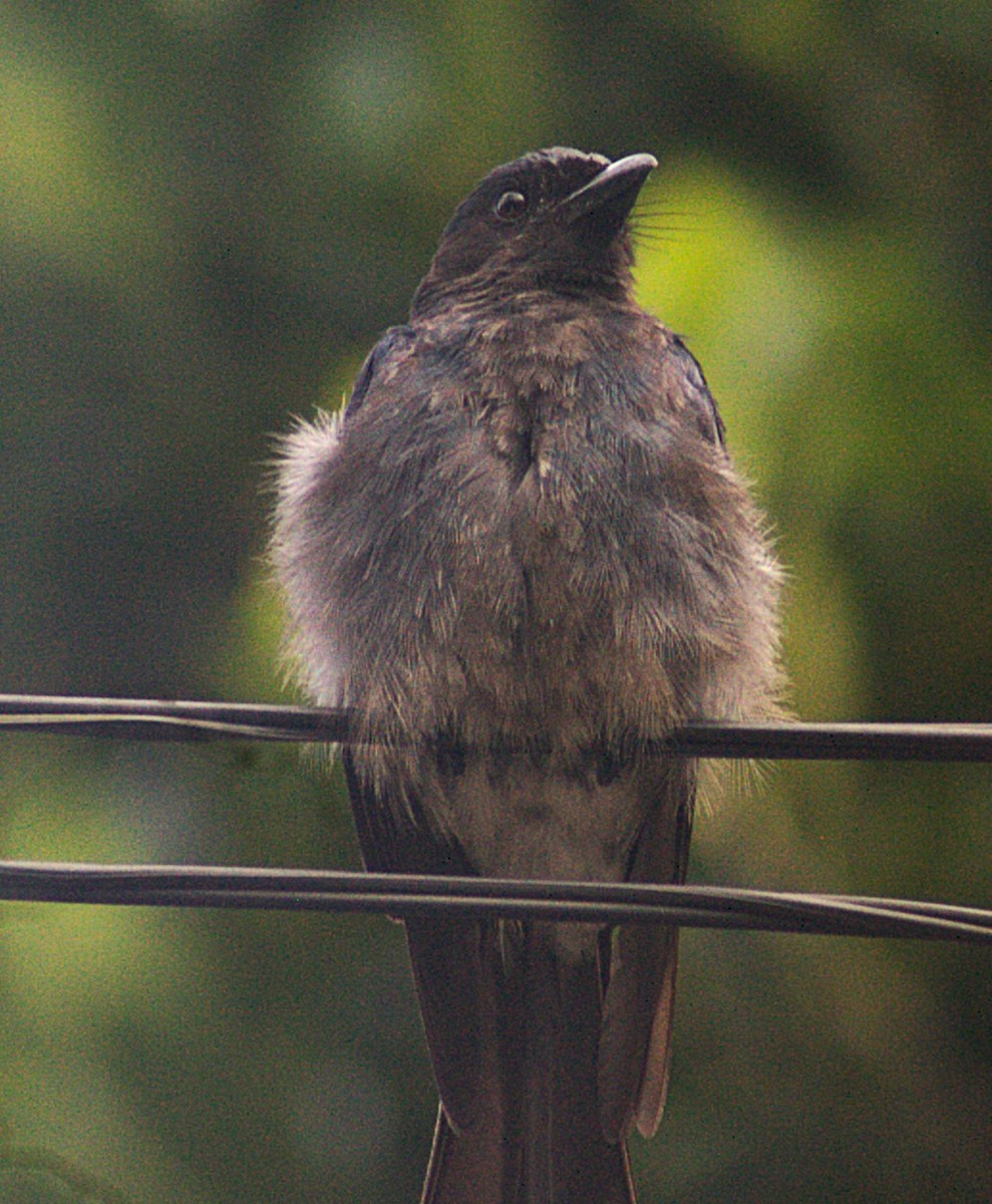 hvitbukdrongo (leucopygialis/insularis) - ML620822419