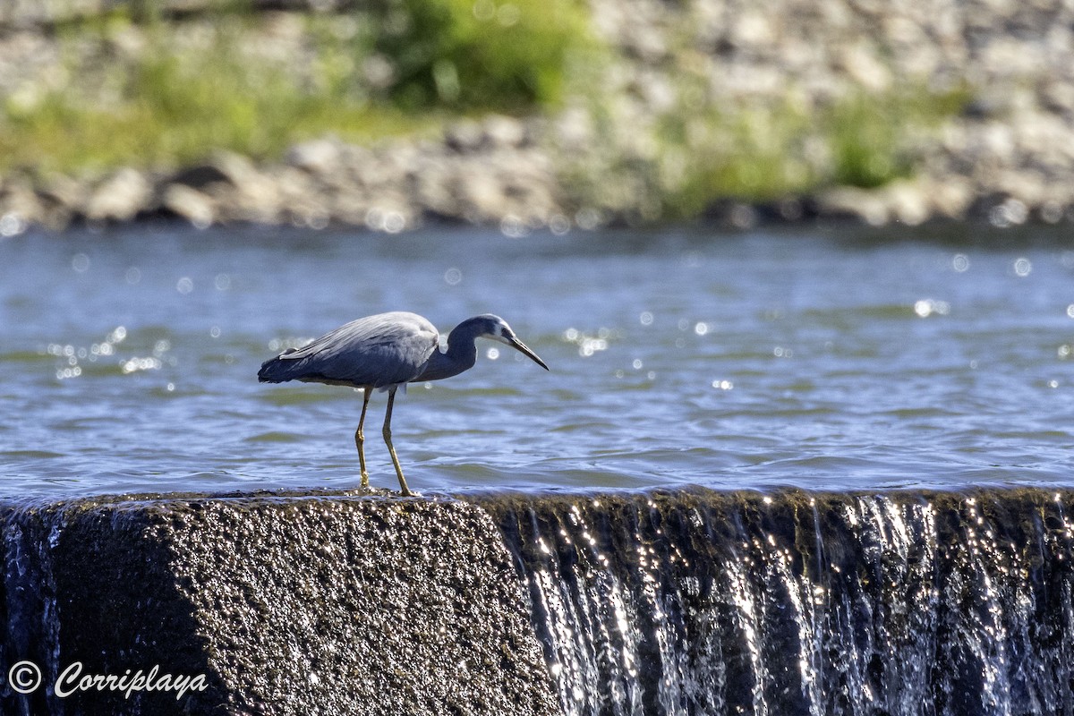 White-faced Heron - ML620822420