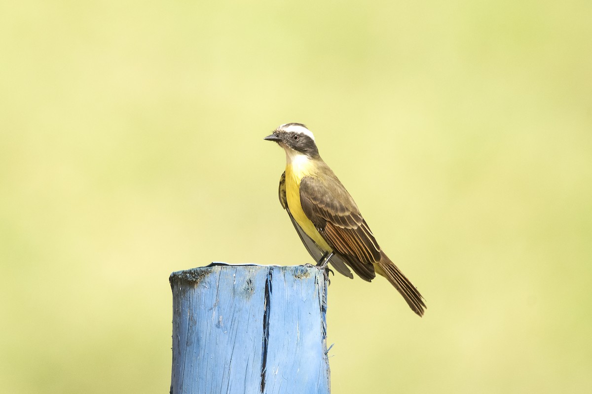 Social Flycatcher - ML620822421