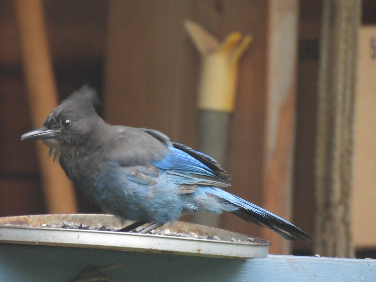 Steller's Jay - ML620822422