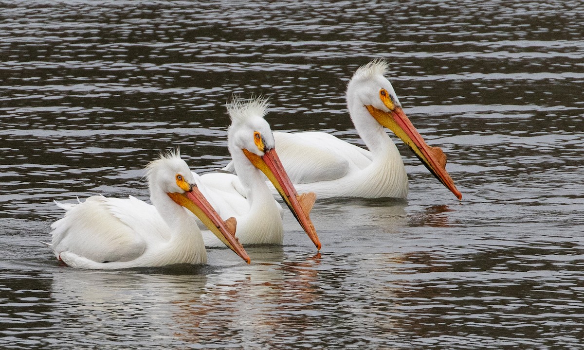 American White Pelican - ML620822423