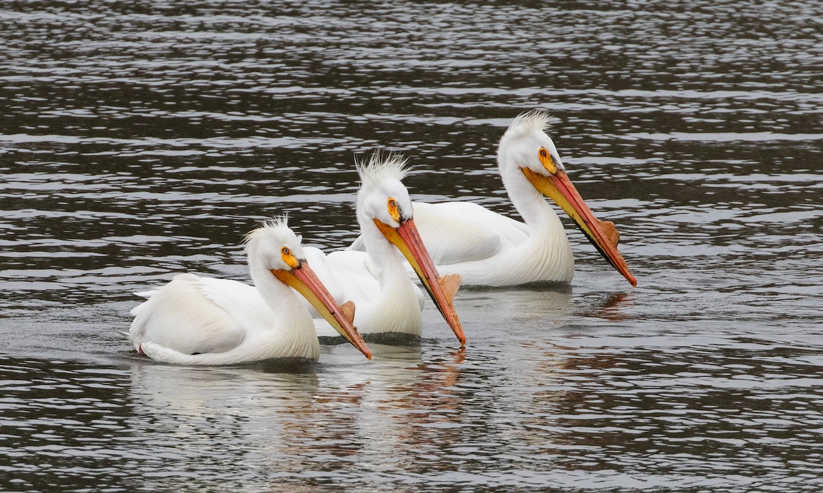 American White Pelican - ML620822424