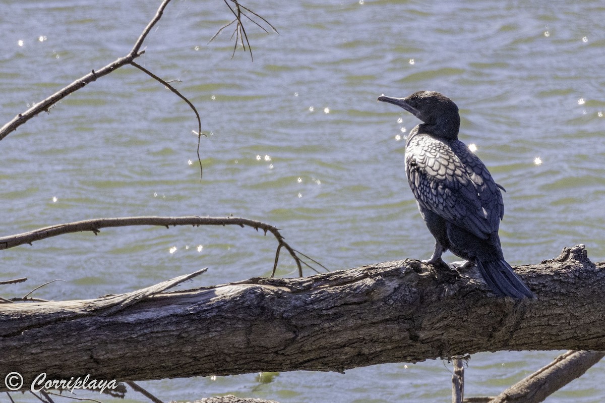 Little Black Cormorant - ML620822428