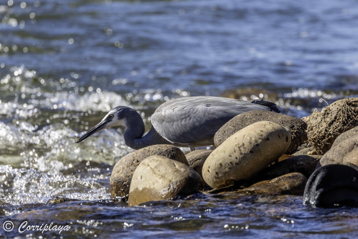 White-faced Heron - ML620822429