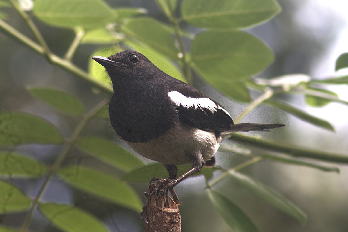 Oriental Magpie-Robin - ML620822430