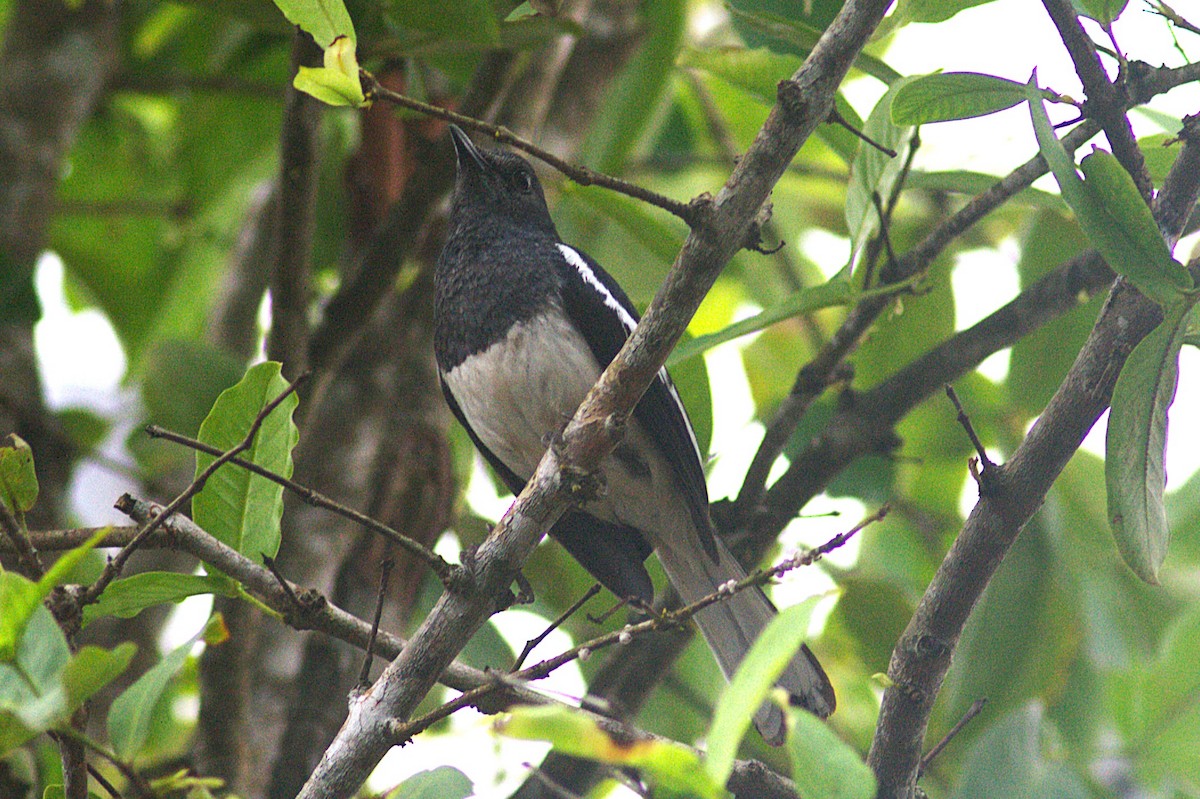 Oriental Magpie-Robin - ML620822431