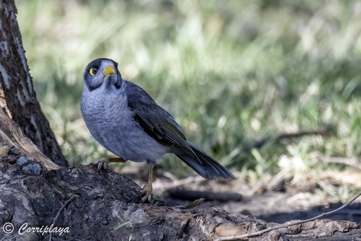 Noisy Miner - ML620822432