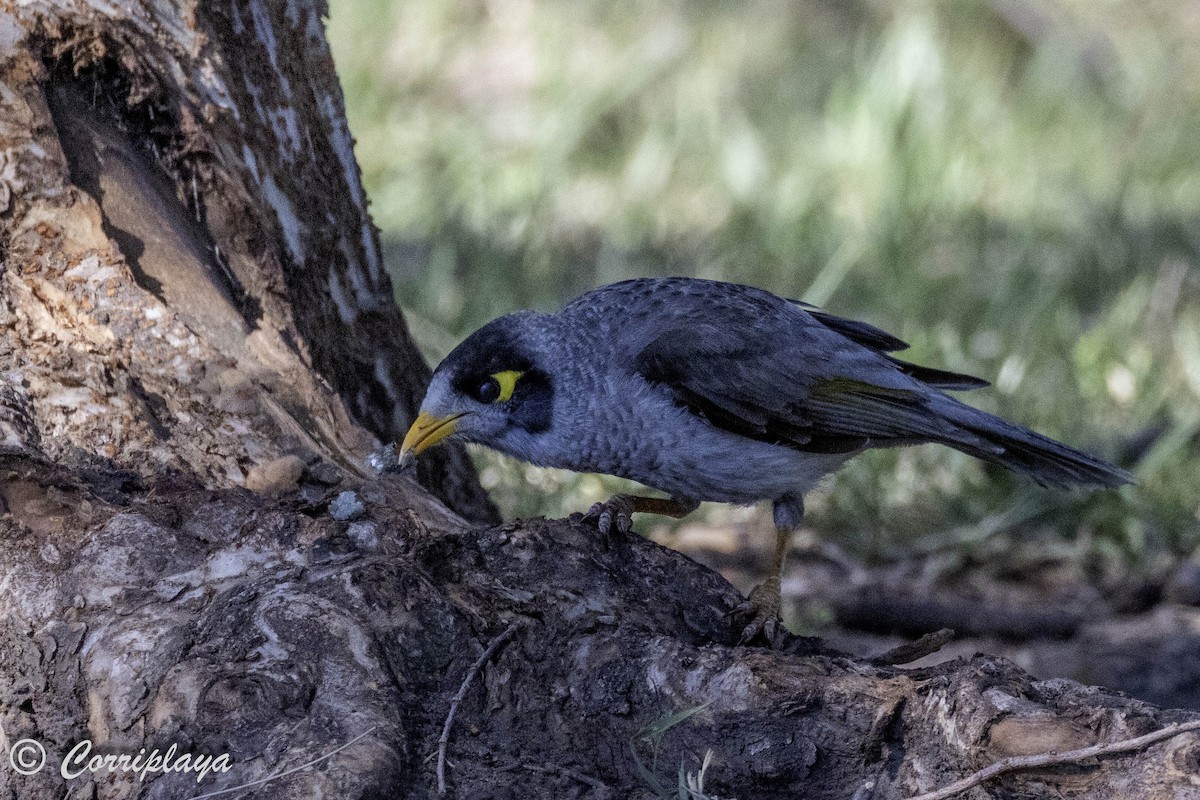 Noisy Miner - ML620822433