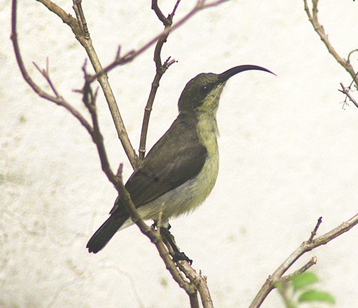 Loten's Sunbird - ML620822434