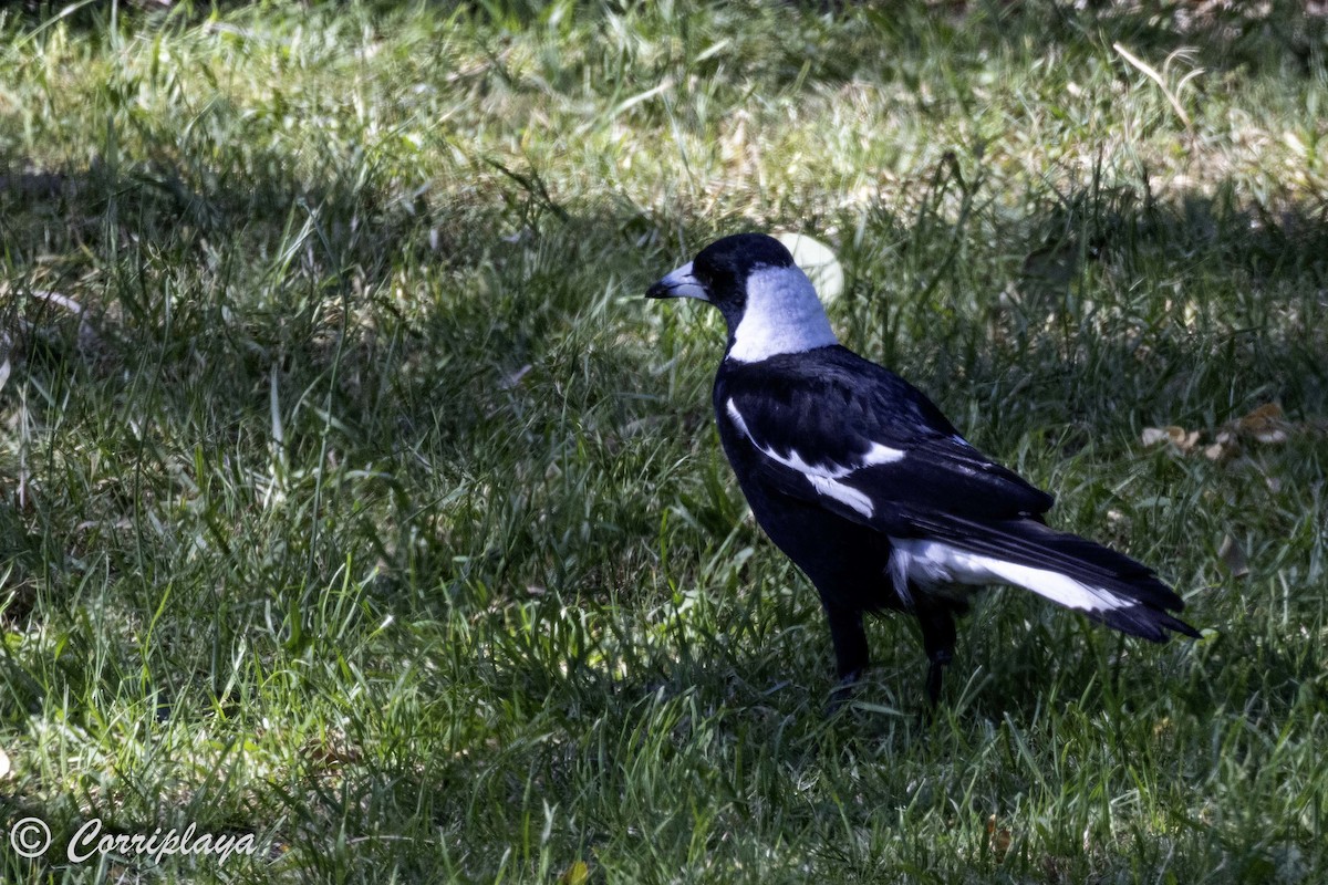 Australian Magpie - ML620822435