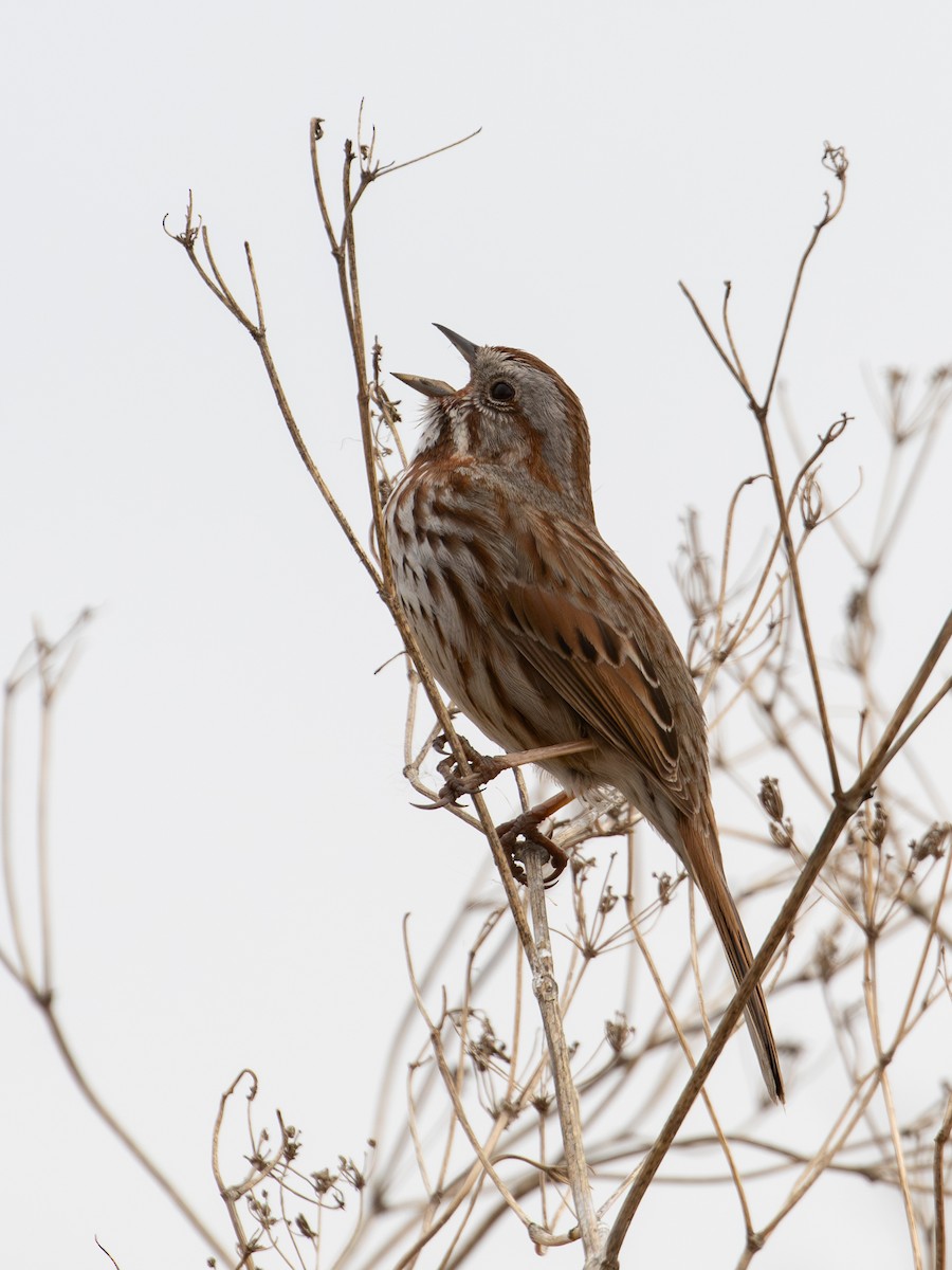 Song Sparrow - ML620822436