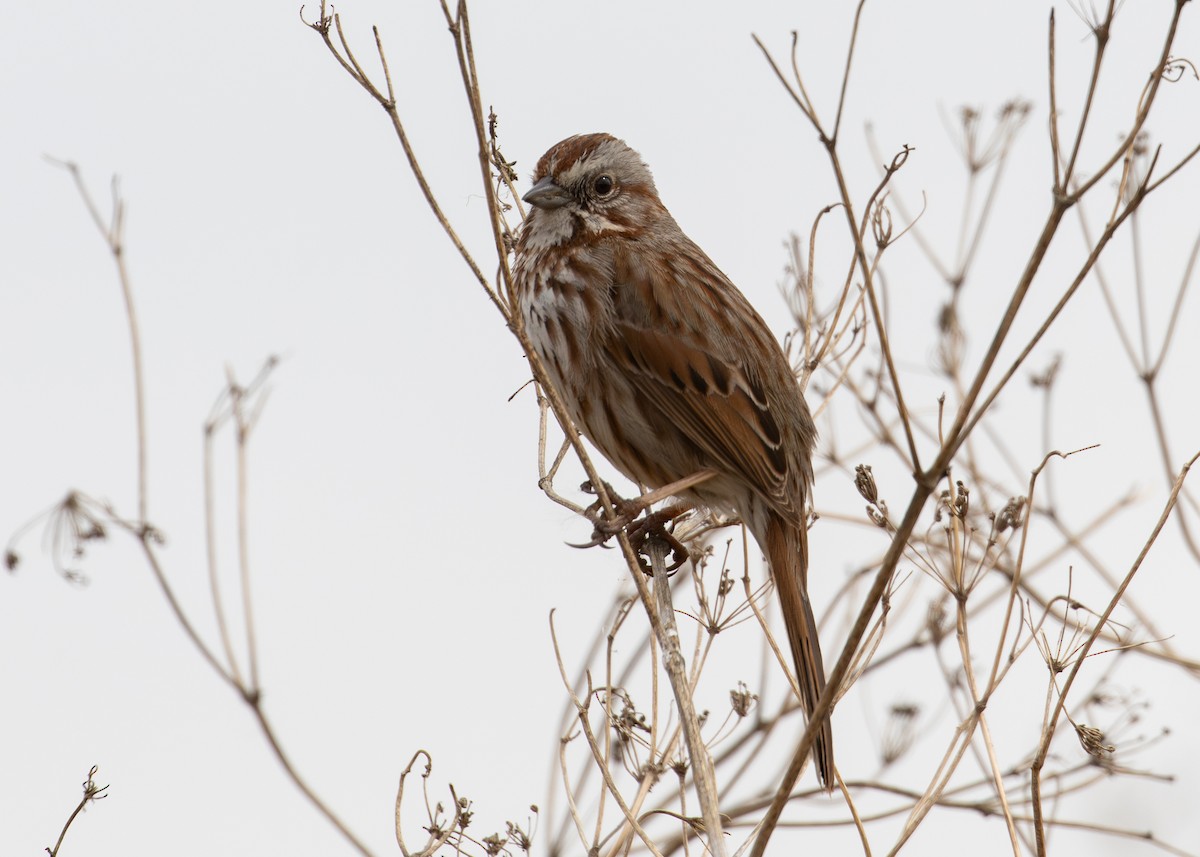 Song Sparrow - ML620822437