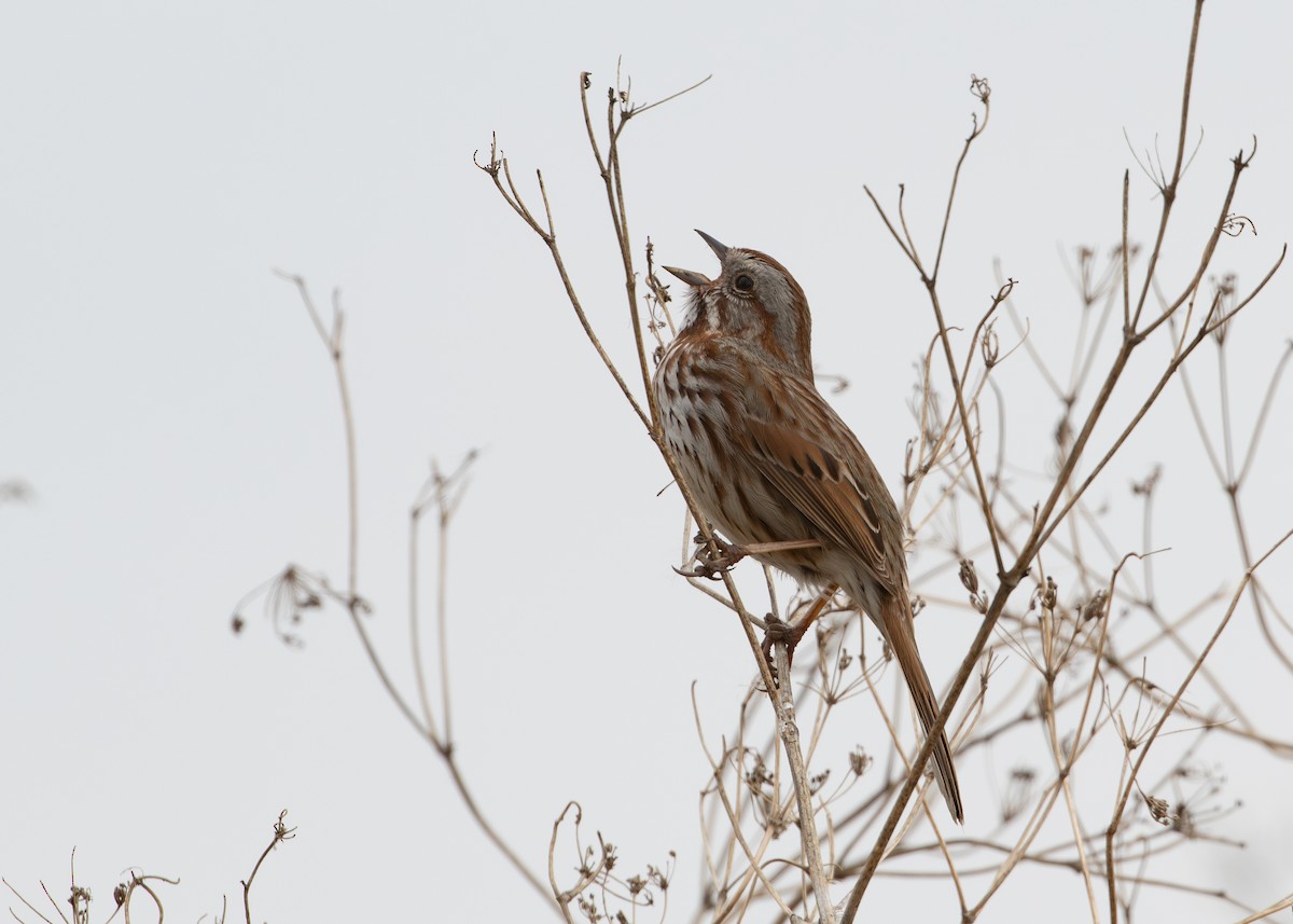 Song Sparrow - ML620822438