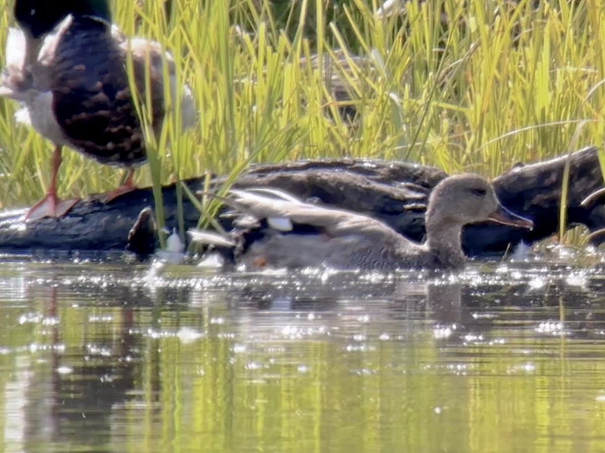 Gadwall - ML620822439