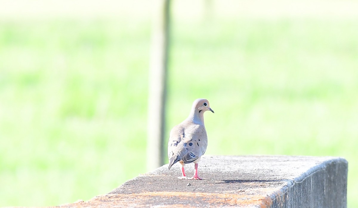 Mourning Dove - ML620822440