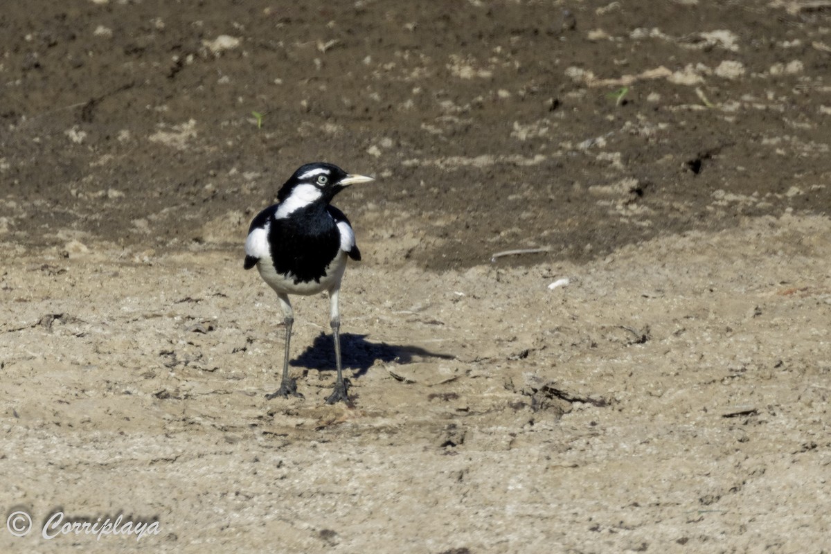 Magpie-lark - ML620822447