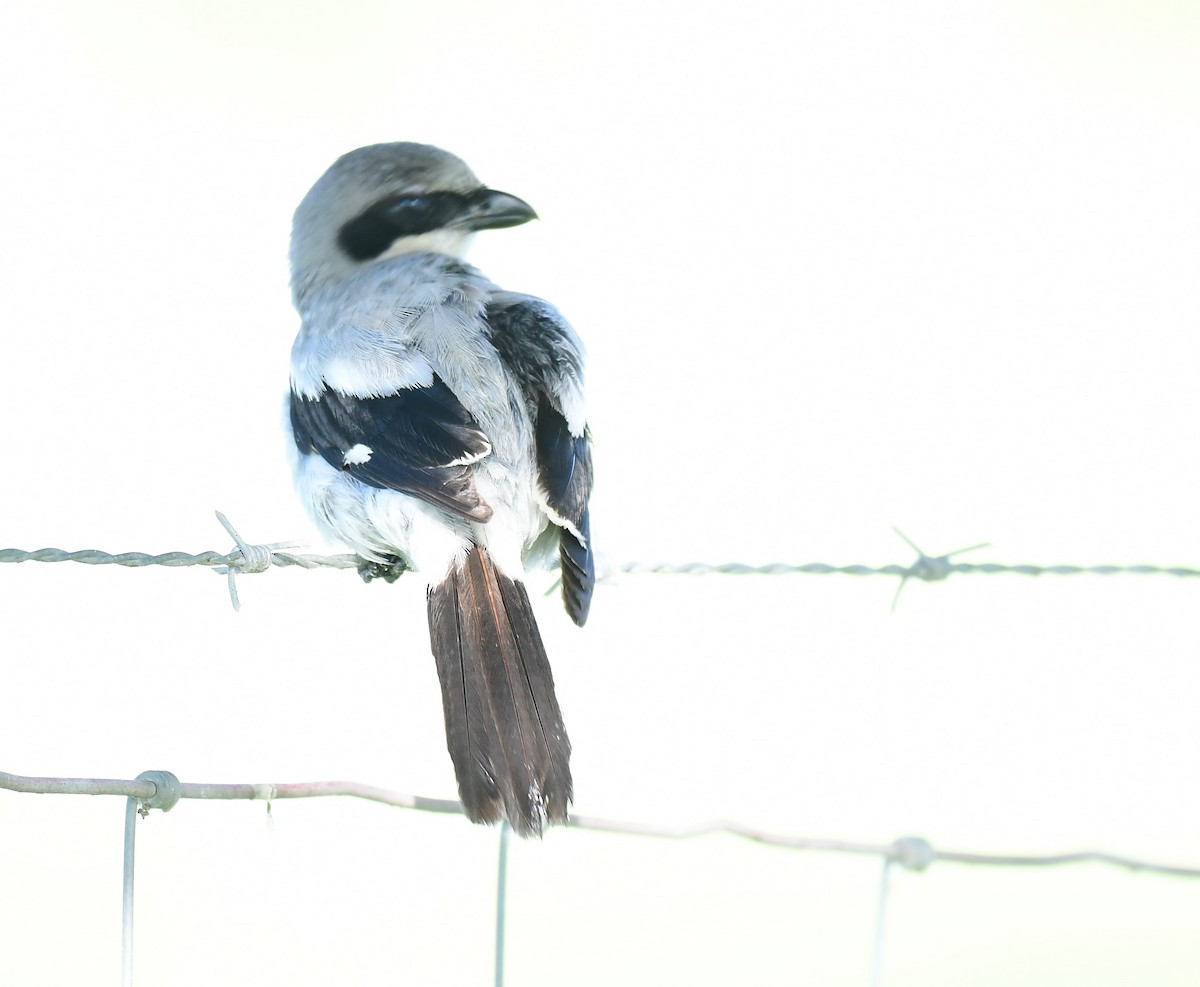 Loggerhead Shrike - John Wolaver