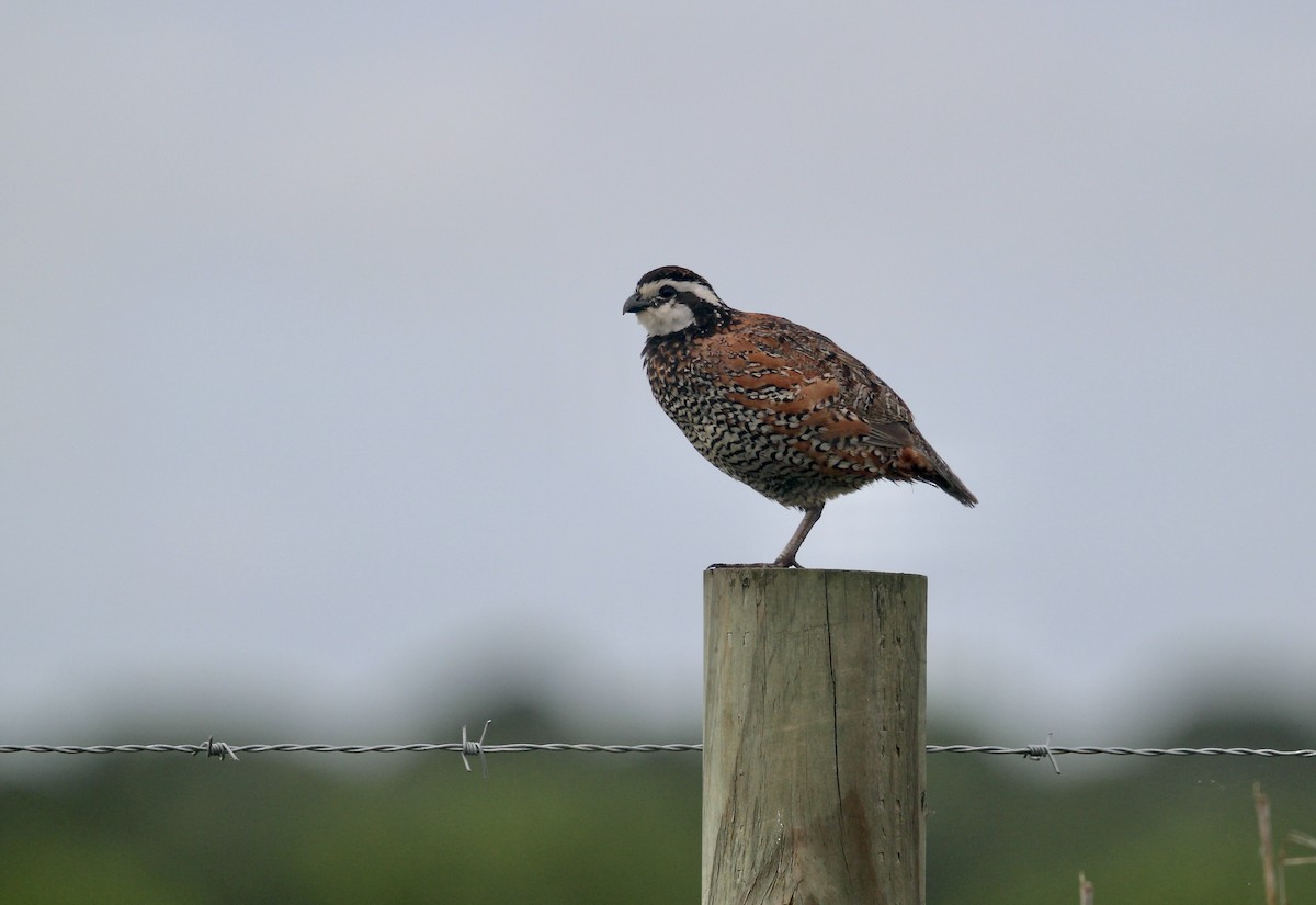 Northern Bobwhite - ML620822450