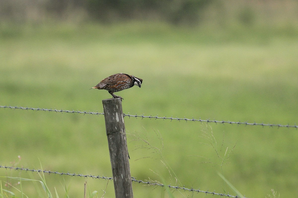 Northern Bobwhite - ML620822451