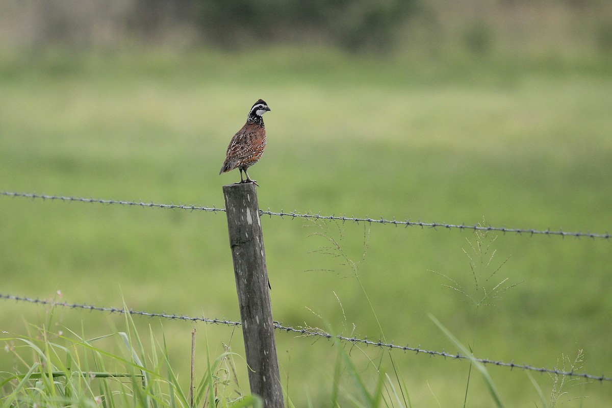 Northern Bobwhite - ML620822452