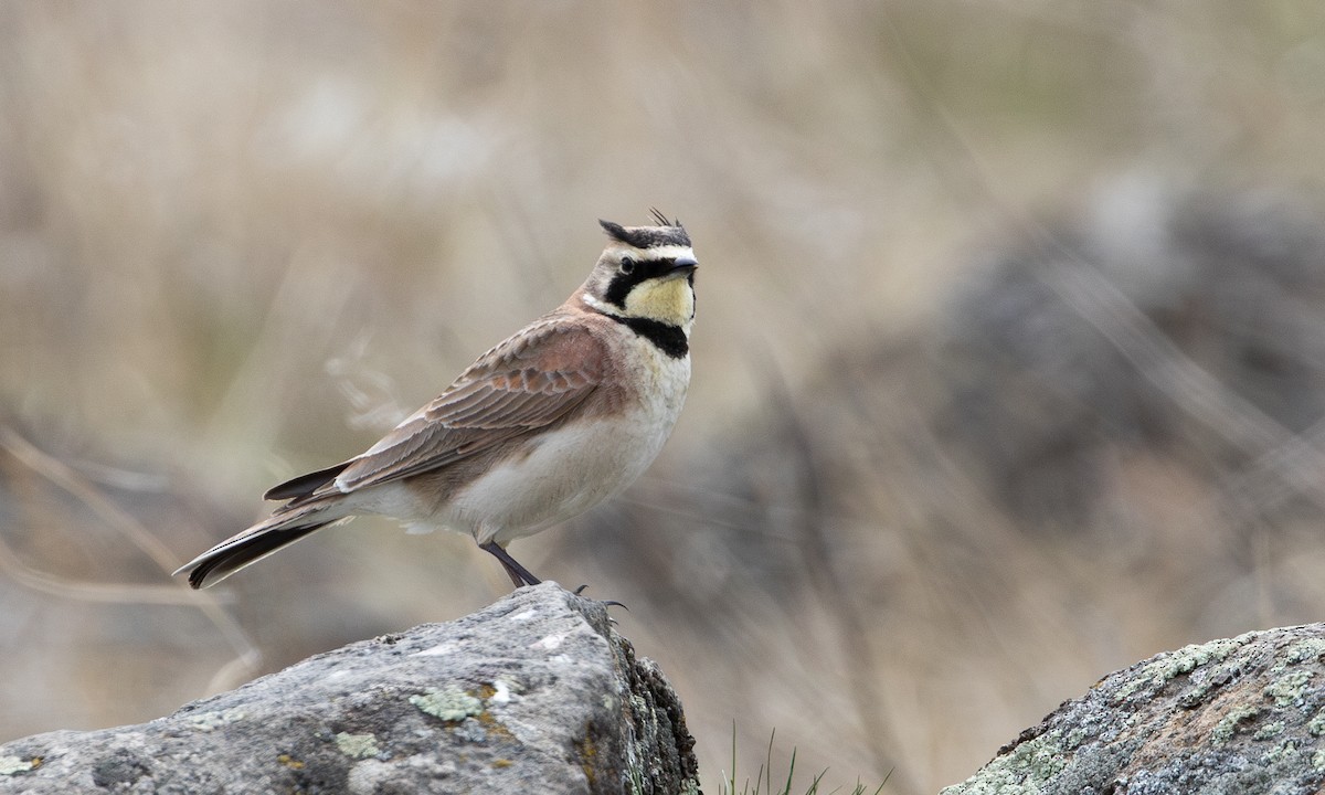 Horned Lark - ML620822453