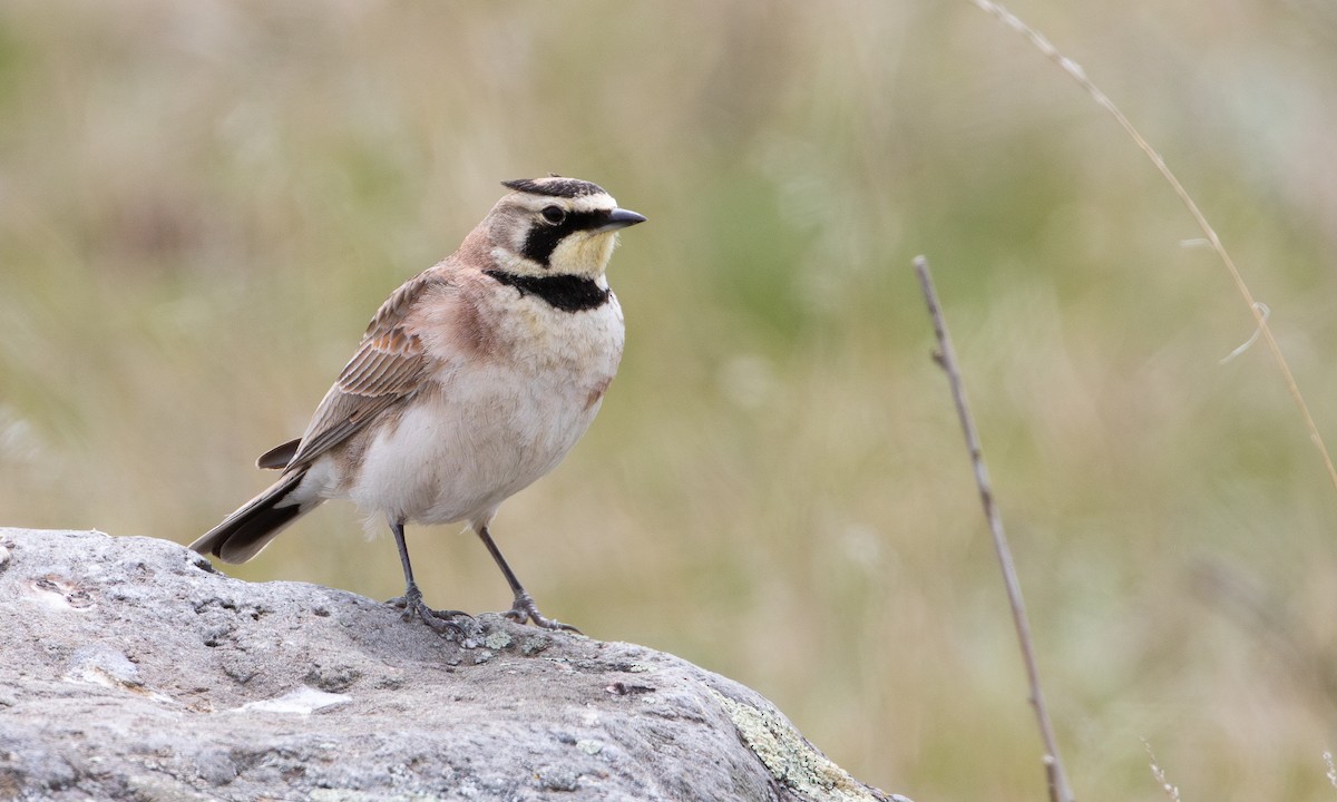 Horned Lark - ML620822454