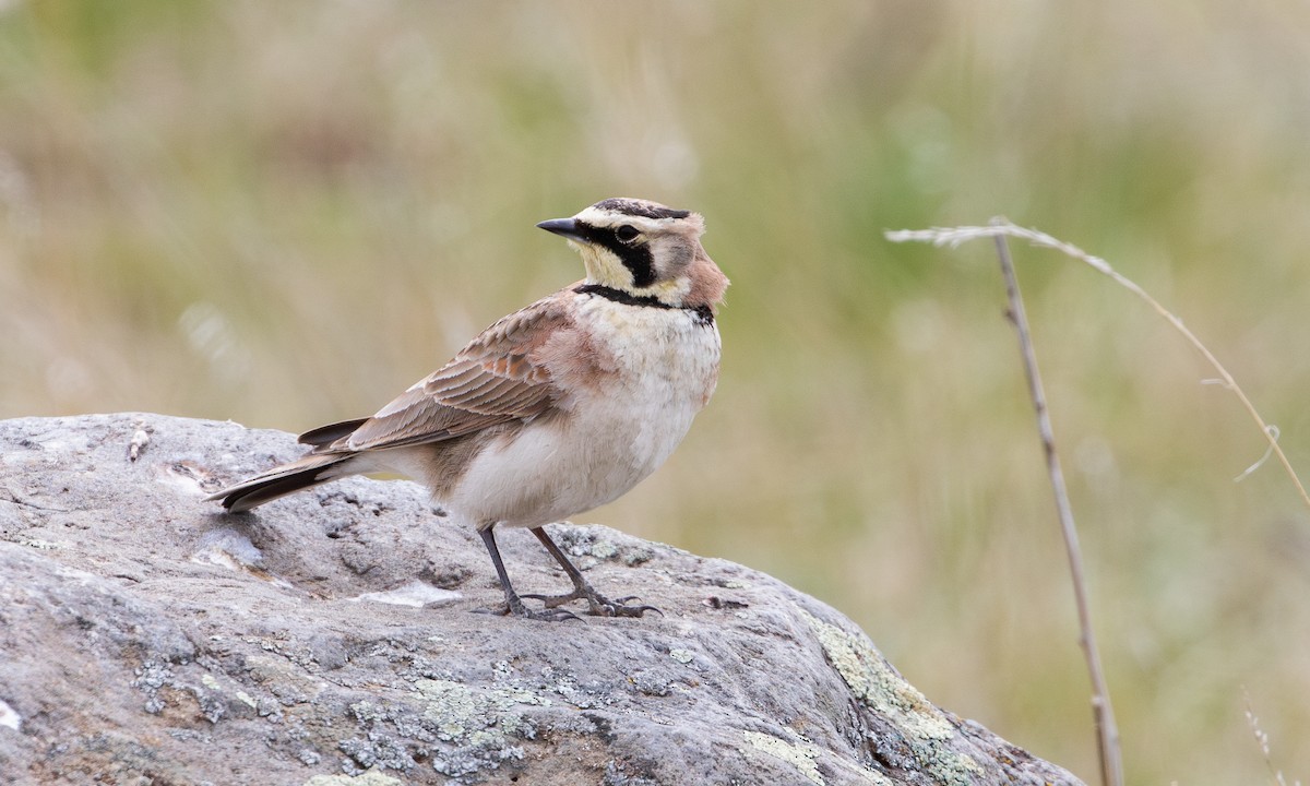 Horned Lark - ML620822455