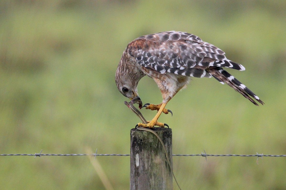 Red-shouldered Hawk - ML620822456