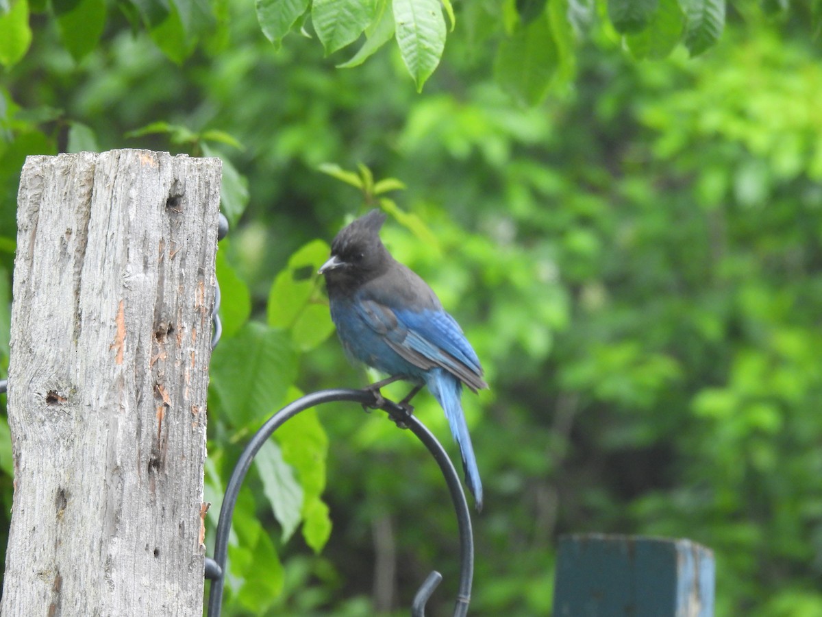 Steller's Jay - ML620822458