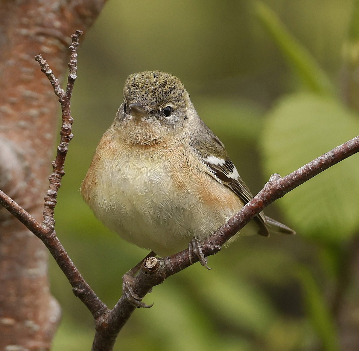 Bay-breasted Warbler - Charles Fitzpatrick