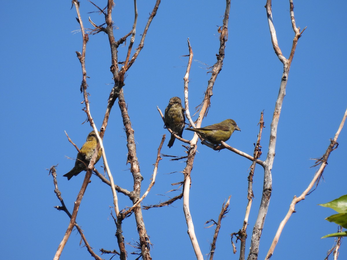 Red Crossbill - ML620822460