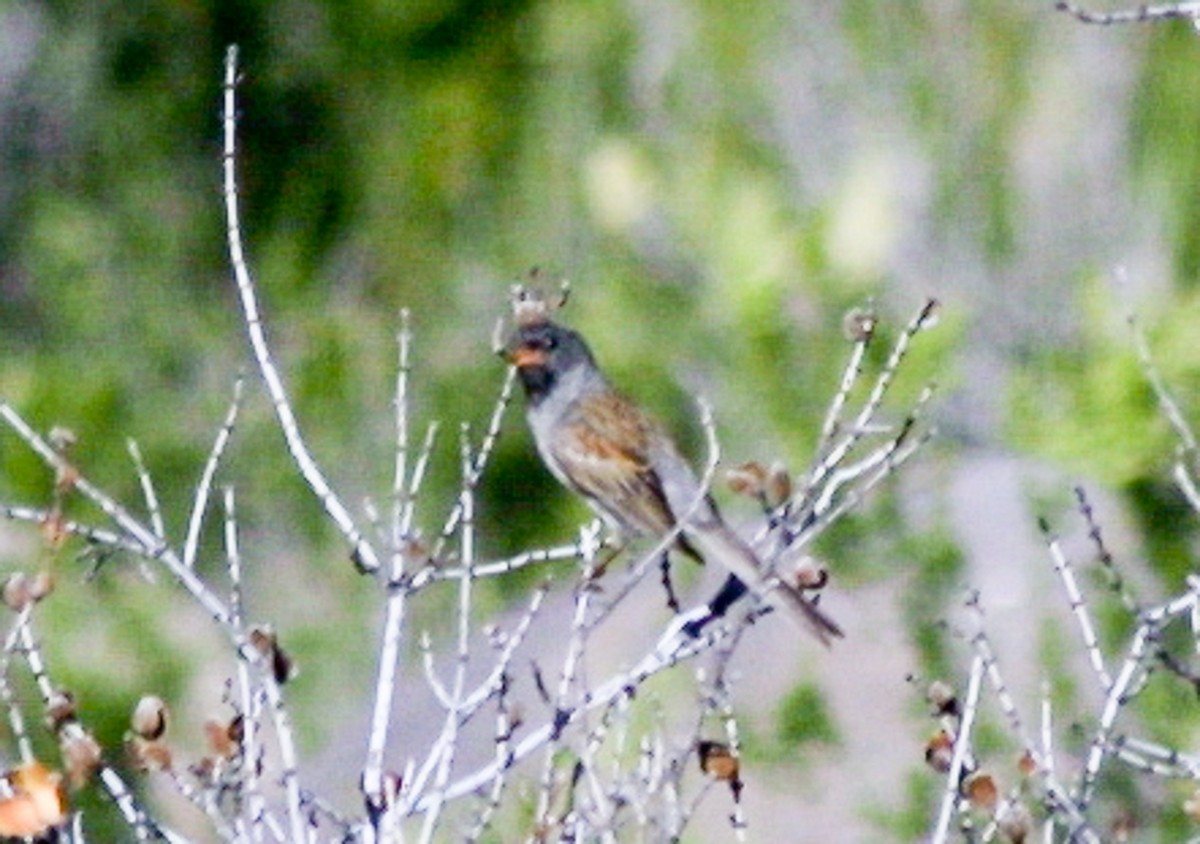 Black-chinned Sparrow - ML620822461