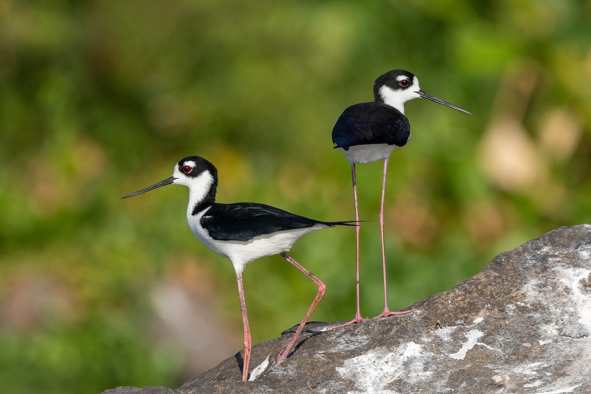 Black-necked Stilt - ML620822462