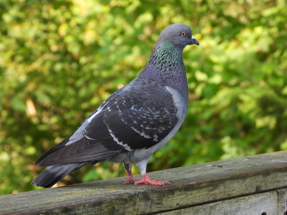 Rock Pigeon (Feral Pigeon) - ML620822464