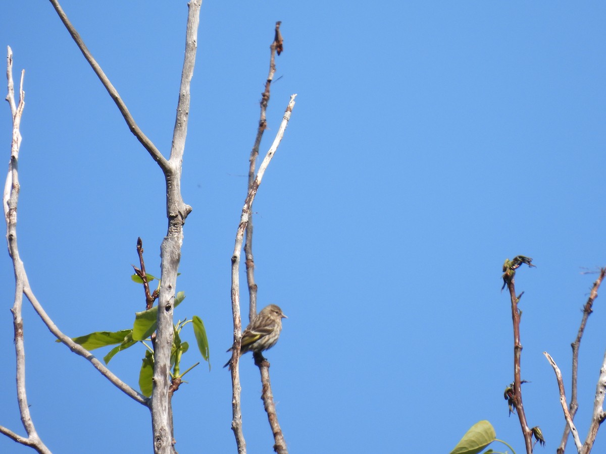 Pine Siskin - ML620822470