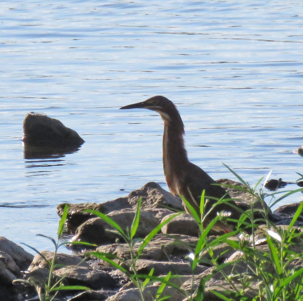 Green Heron - ML620822477