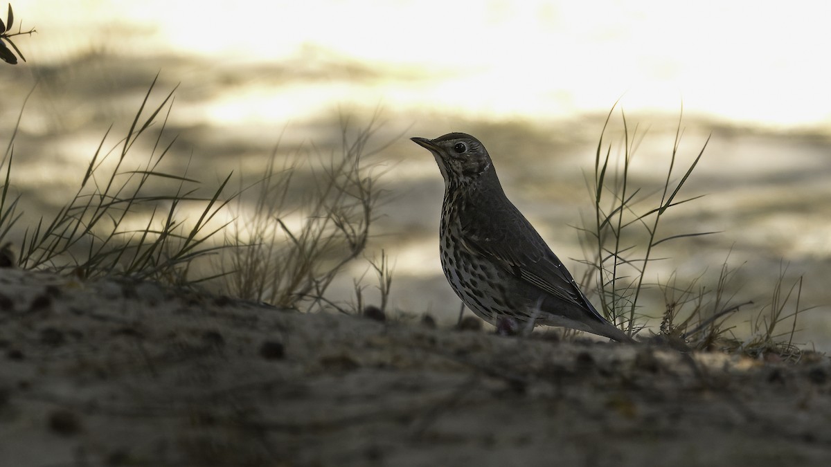 Song Thrush - ML620822478