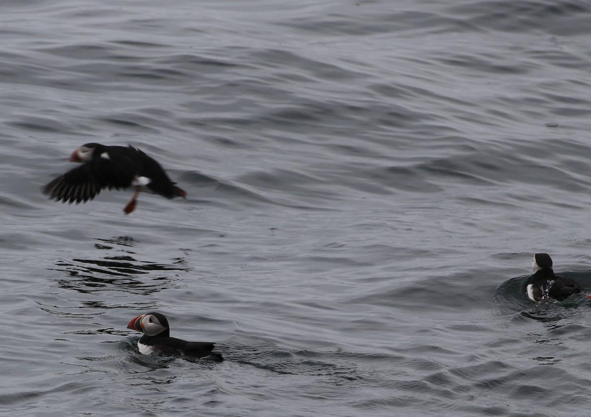 Atlantic Puffin - ML620822479