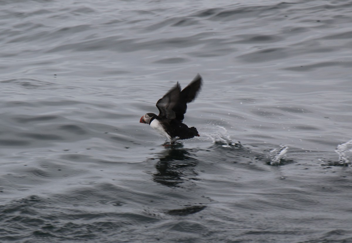 Atlantic Puffin - ML620822480