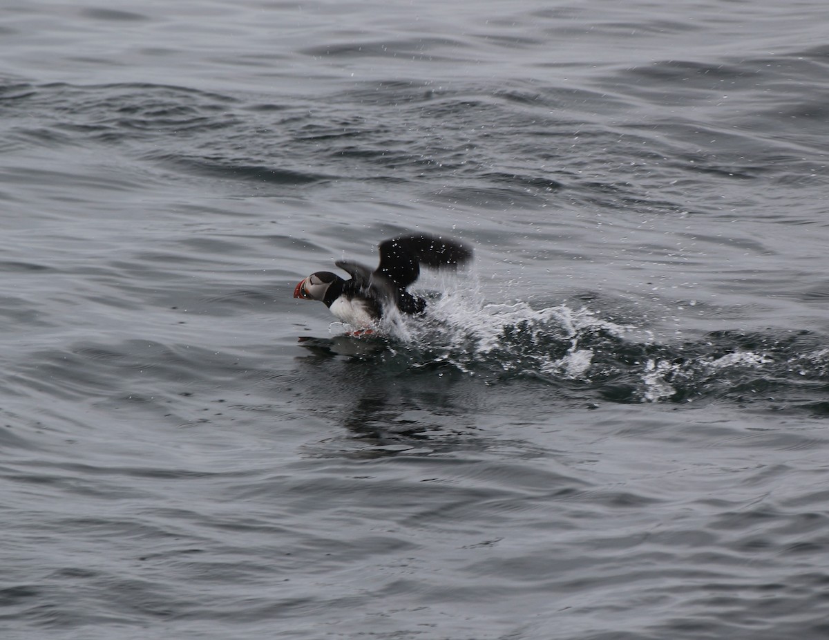 Atlantic Puffin - ML620822481