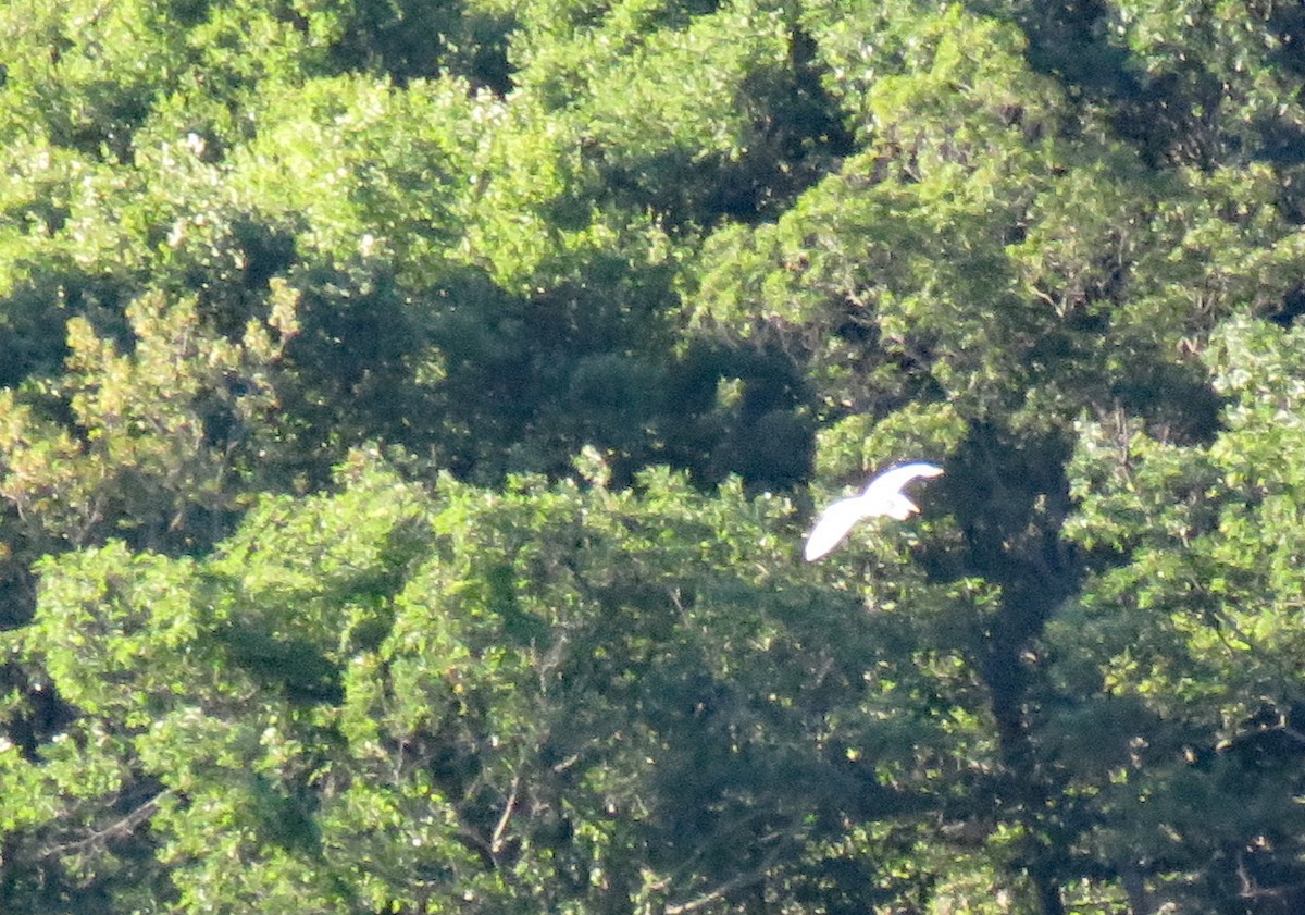 Great Egret (American) - ML620822485