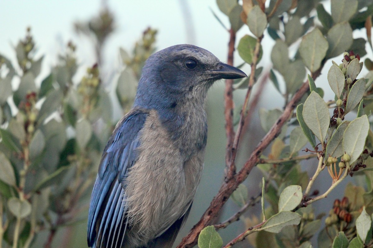 Florida Scrub-Jay - ML620822487