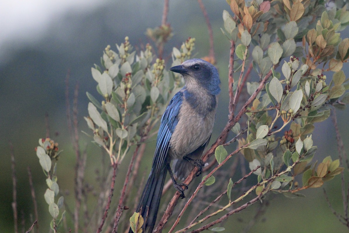 Florida Scrub-Jay - ML620822488